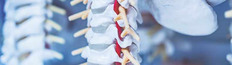 Detailed picture of human spine model