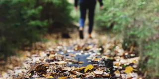  Autumn leaves on path