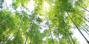 Palliatiivisen hoidon asiantuntija KUVA