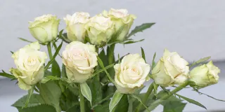 Valmistumispäivä ja tutkintojuhla