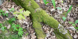 Biomuovi ei ole automaattisesti ympäristölle päästöttömämpää.