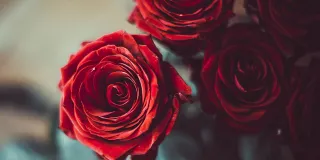 Punaisia ruusuja