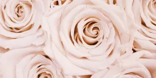 Vaaleanpunaisia ruusuja.