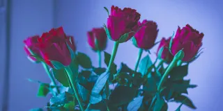 Punaisia ruusuja maljakossa