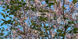 Flowers of cherry on the tree