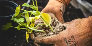 Ihminen istuttamassa taimea multaan puutarhahanskat kädessä 