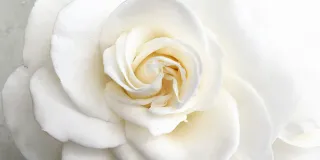 White rose