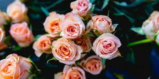 Vaaleanpunaisia ruusuja.