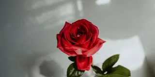 One red rose.