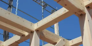 liimapuu sininen taivas