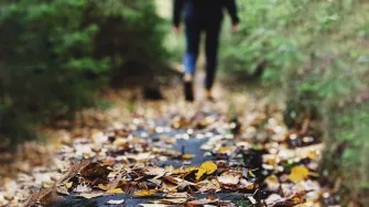  Autumn leaves on path