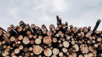 A pile of logs