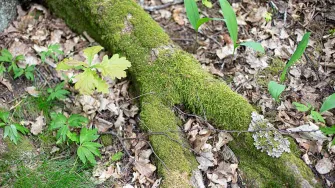 Biomuovi ei ole automaattisesti ympäristölle päästöttömämpää.