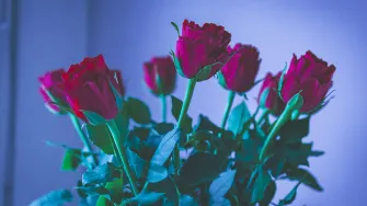 Punaisia ruusuja maljakossa