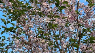Flowers of cherry on the tree