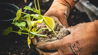 Ihminen istuttamassa taimea multaan puutarhahanskat kädessä 