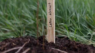 Alumni forest planting event