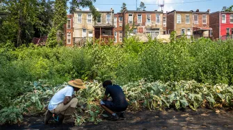 urbaani viljelmä Yhdysvalloissa