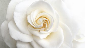 White rose