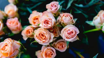 Vaaleanpunaisia ruusuja.