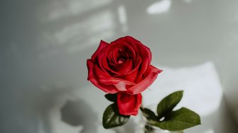 One red rose.