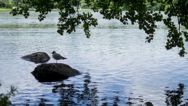 seagull-on-a-rock-by-the-lake