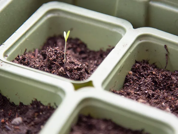 Taimien esikasvatus.