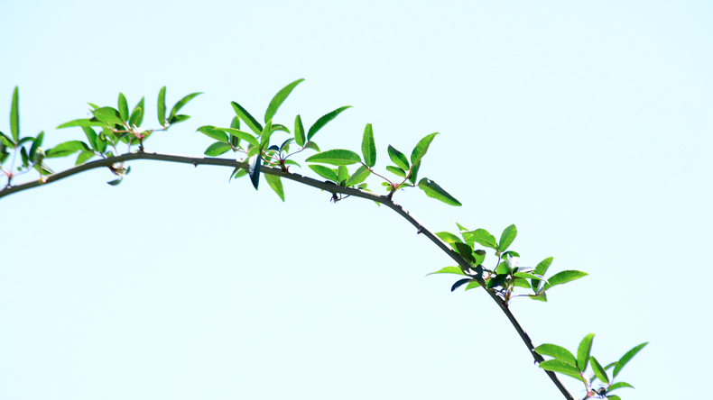A branch with small leaves