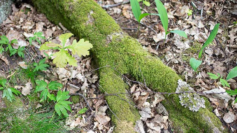 Biomuovi ei ole automaattisesti ympäristölle päästöttömämpää.