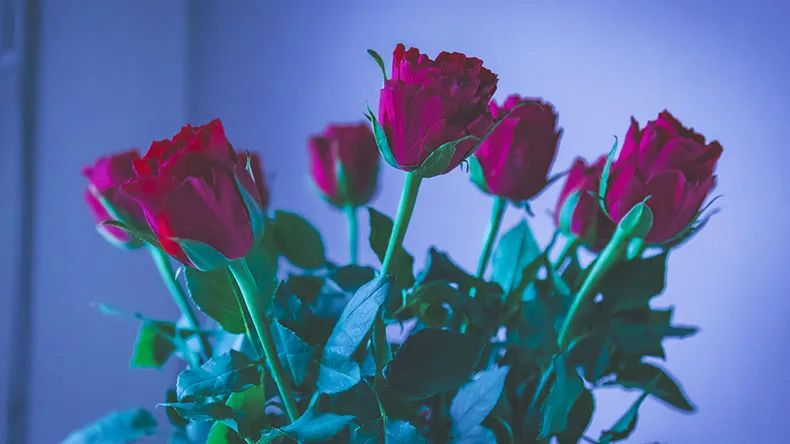 Punaisia ruusuja maljakossa