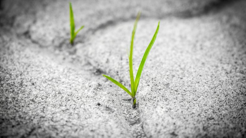 Grass grows through the sand