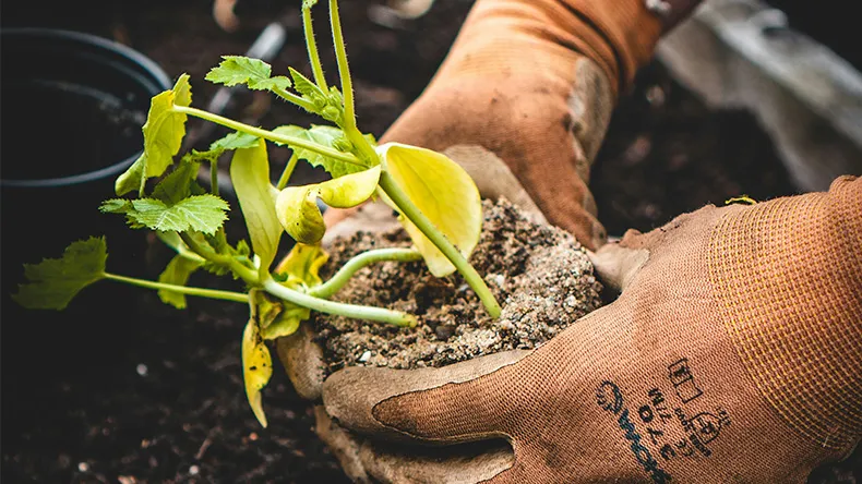 Ihminen istuttamassa taimea multaan puutarhahanskat kädessä 