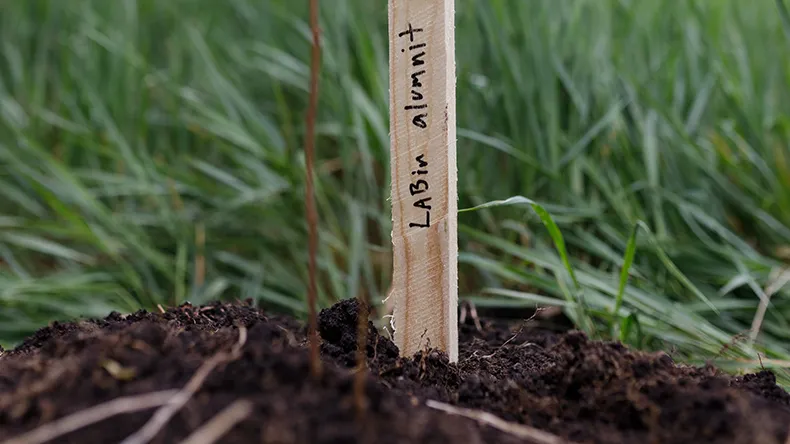 Alumni forest planting event