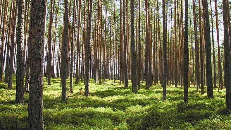 männyn runkoja suomalaisessa talousmetsässä