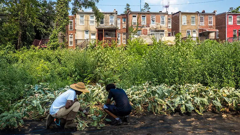 urbaani viljelmä Yhdysvalloissa