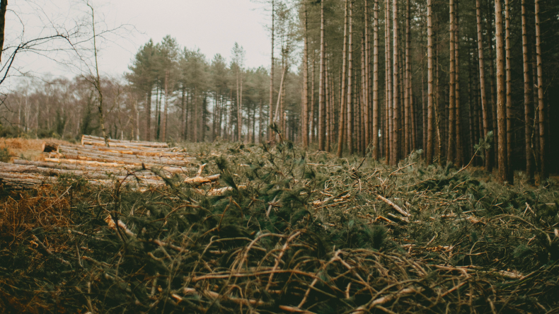 metsä
