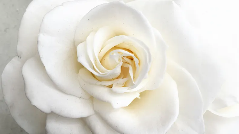 White rose