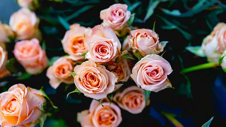 Vaaleanpunaisia ruusuja.