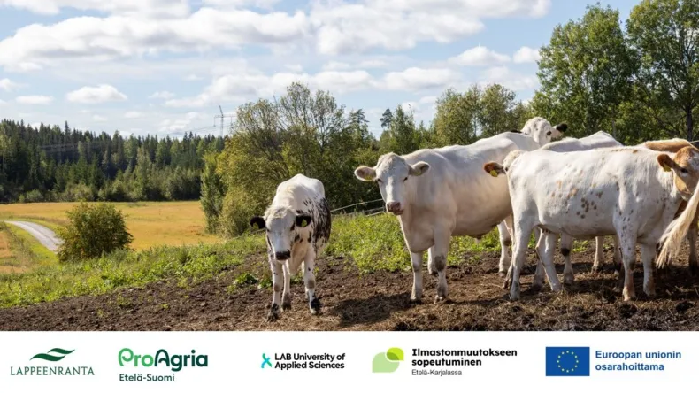 lehmiä laitumella ja tapahtumajärjestäjien logot