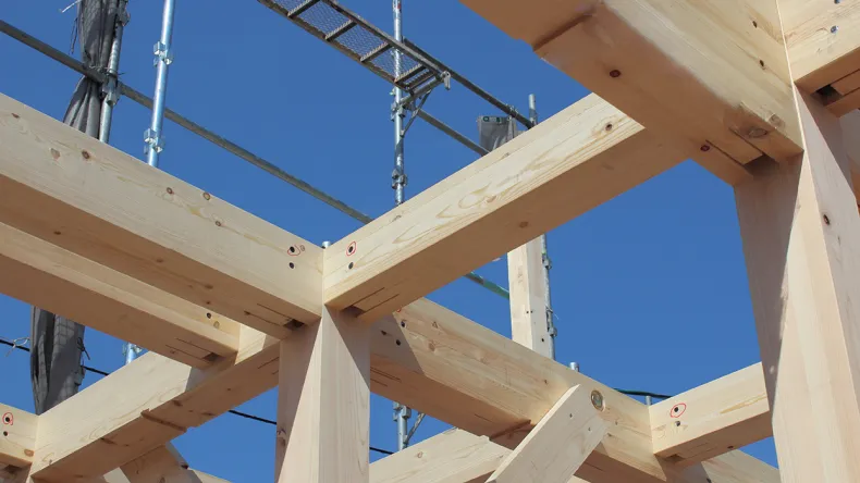 liimapuu sininen taivas